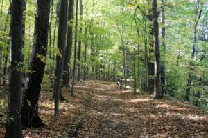 Photo of a trail in Asbury Woods with a portion of a split rail fence on the right