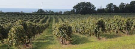 View of Grape Vines in Lake Erie Wine Country with Lake Erie in the background