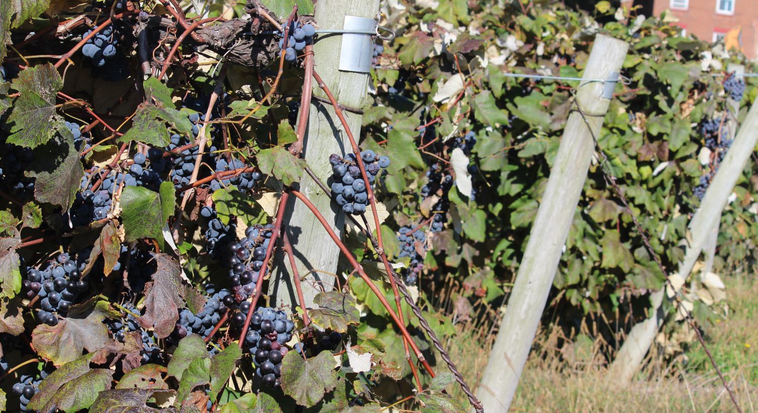 Close up view of purple grapes growing on green vines