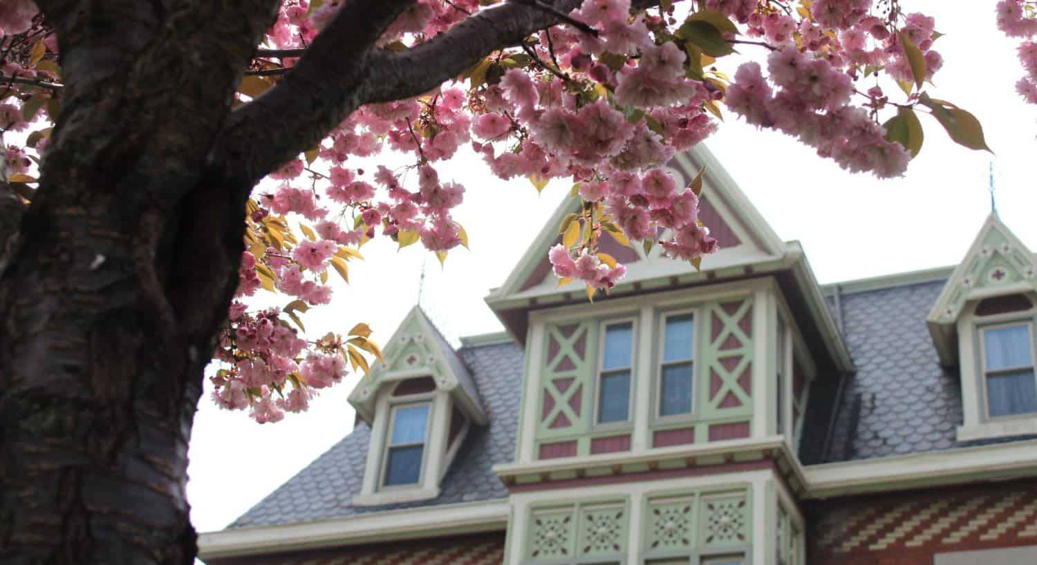 Close up view of a tree with pink blossoms and the top portion of the exterior of the house in the background